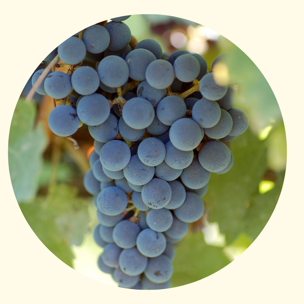 Aceto di Vino Lambrusco 6% – 250 ml