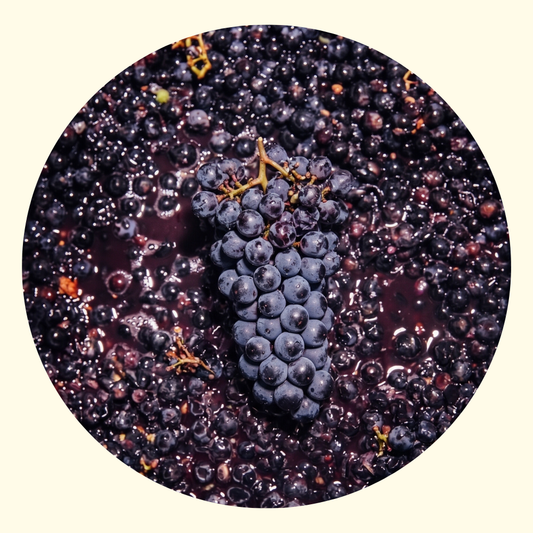 Pecorino Vignaiolo Collezione