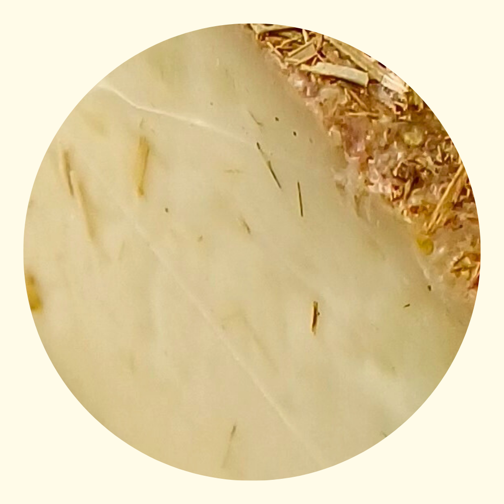 Pecorino Sottopaglia Collezione