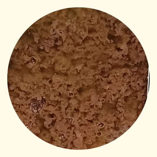 Black Olive Cream Collezione