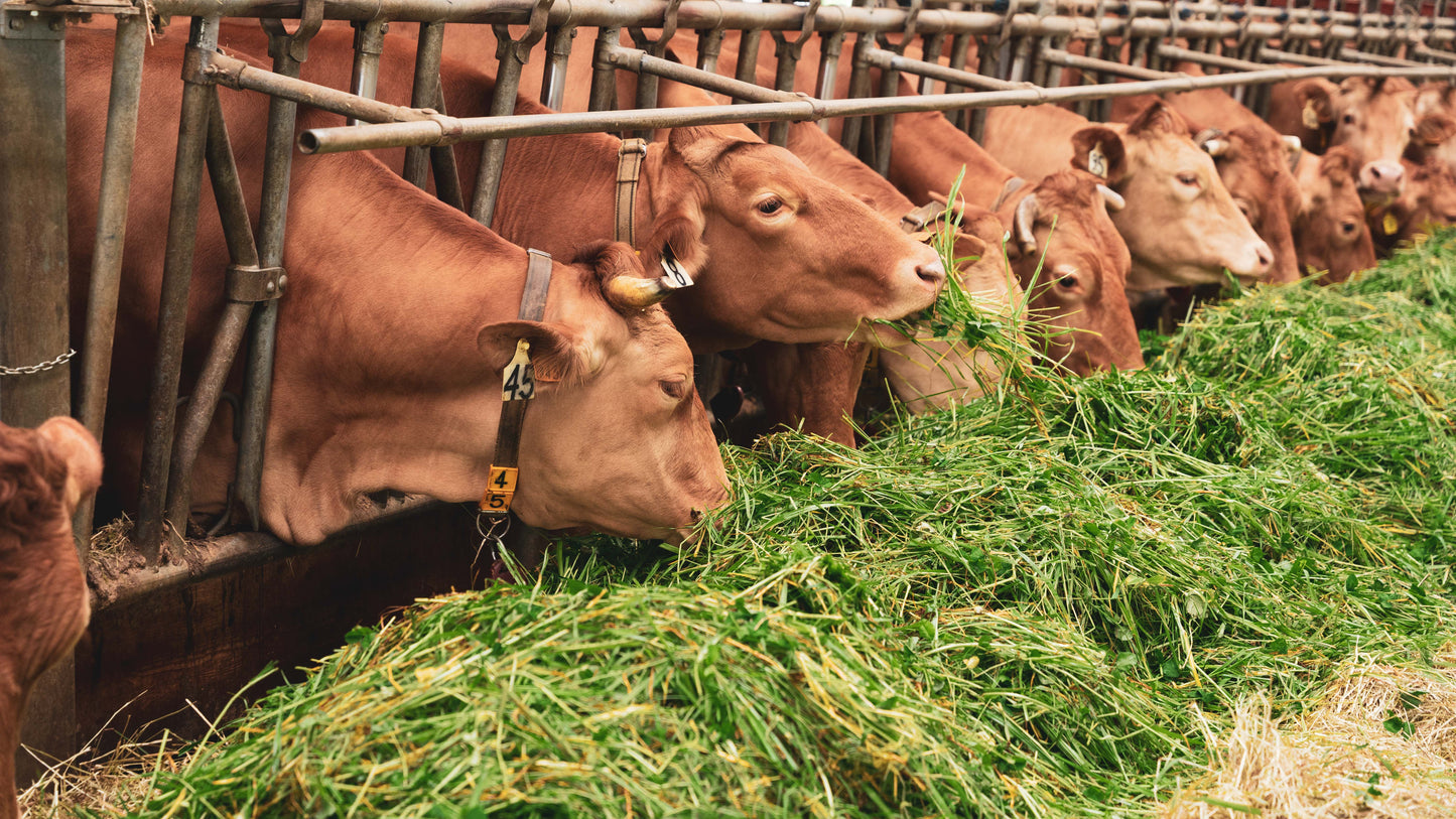 Parmigiano Reggiano Red Cows Antiche Razze