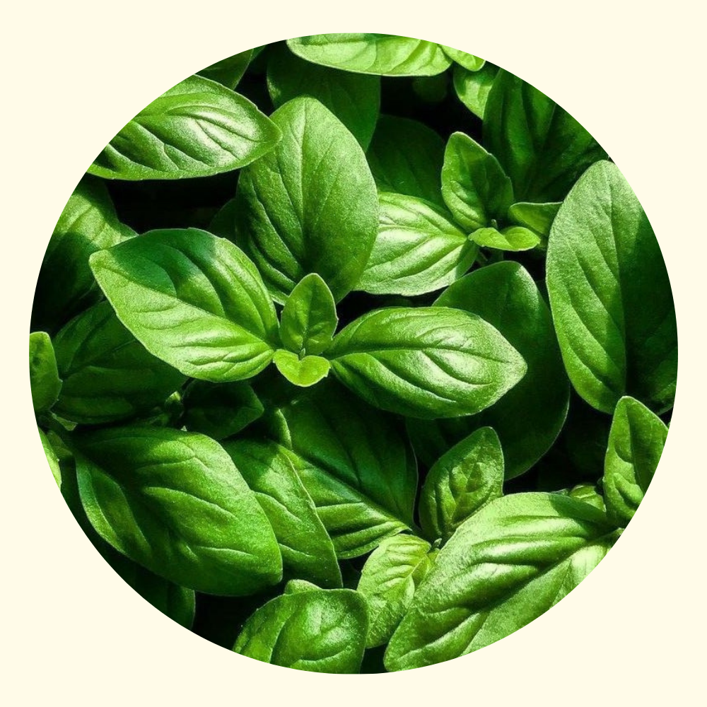 Condimento a Base di Olio di Oliva 100% al Pesto – 250 ml