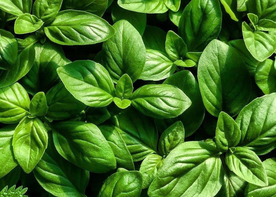 Pesto alla Genovese Collezione