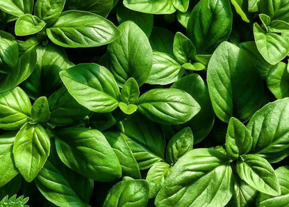 Pesto alla Genovese Collezione