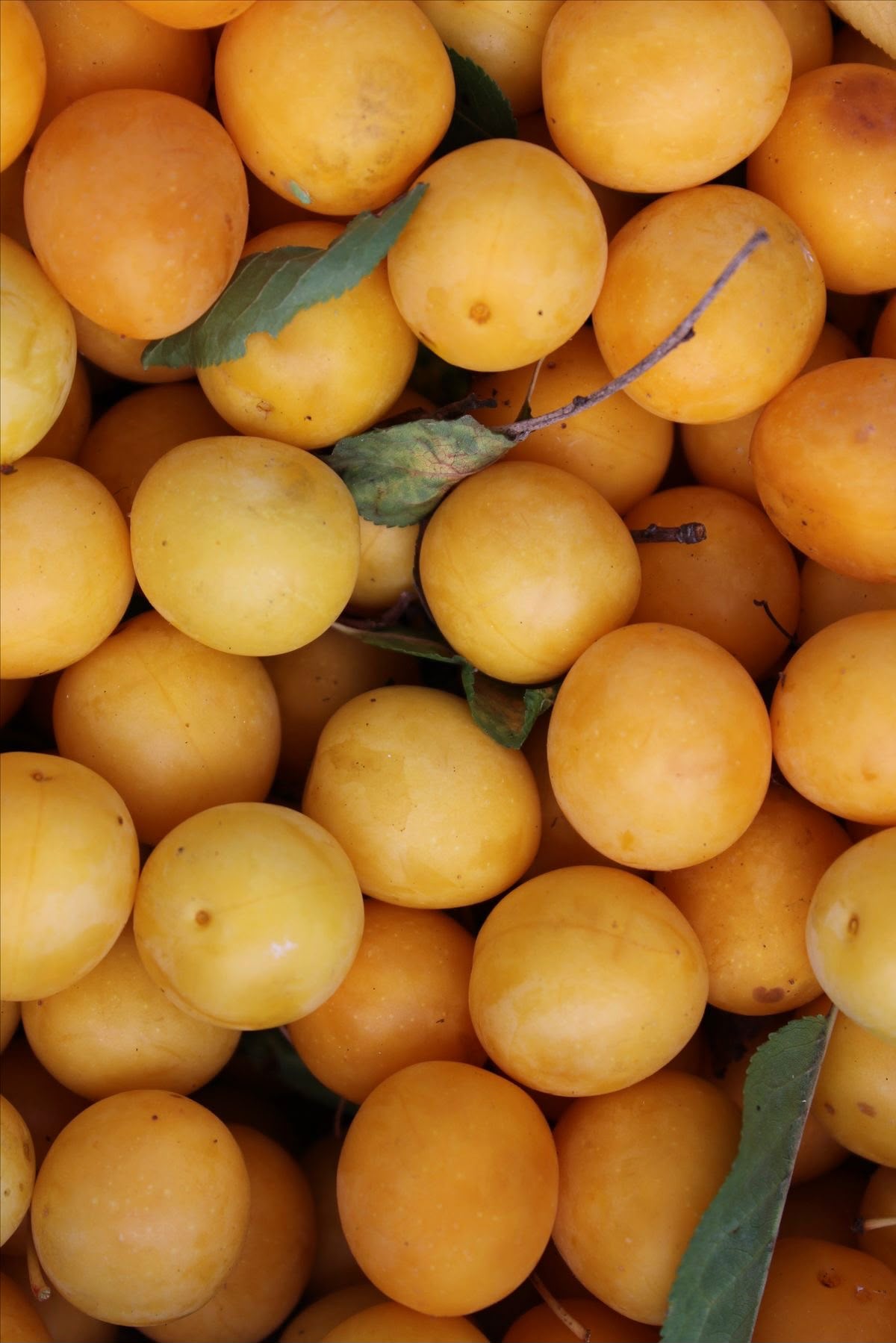 Confettura Extra di Mirabelle Francese 350 gr